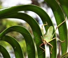 Imagem de Ozphyllum naskreckii Rentz, D. C. F., Y. Su & Ueshima 2007