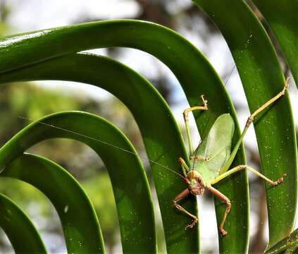 Imagem de Ozphyllum naskreckii Rentz, D. C. F., Y. Su & Ueshima 2007