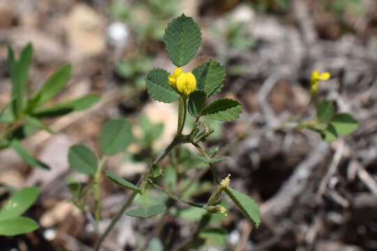 Plancia ëd Medicago medicaginoides (Retz.) E. Small