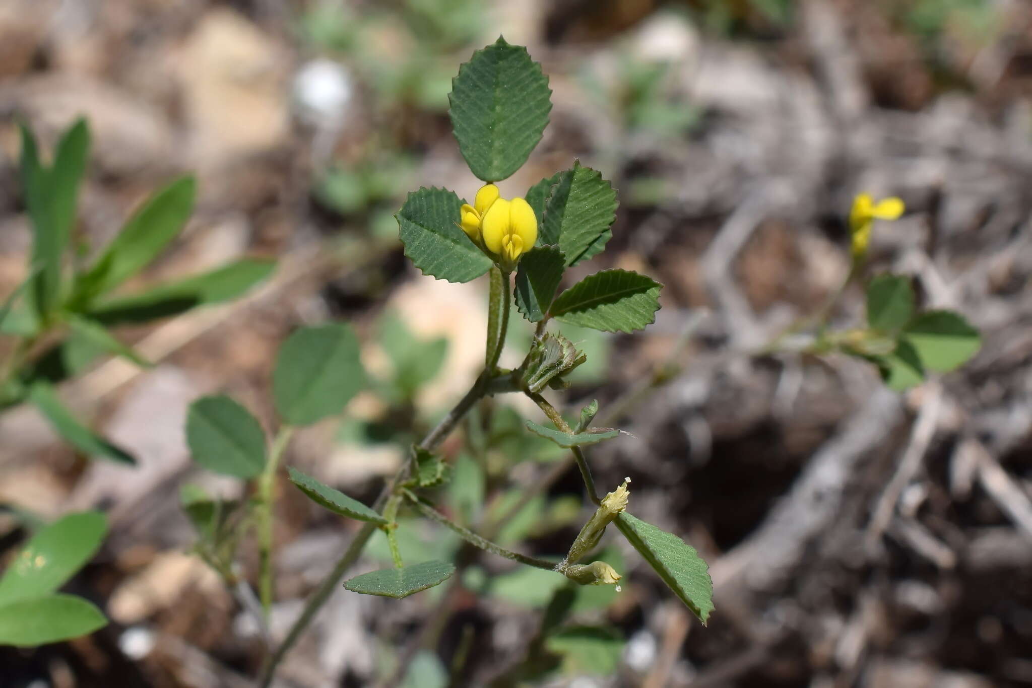 Medicago medicaginoides (Retz.) E. Small的圖片