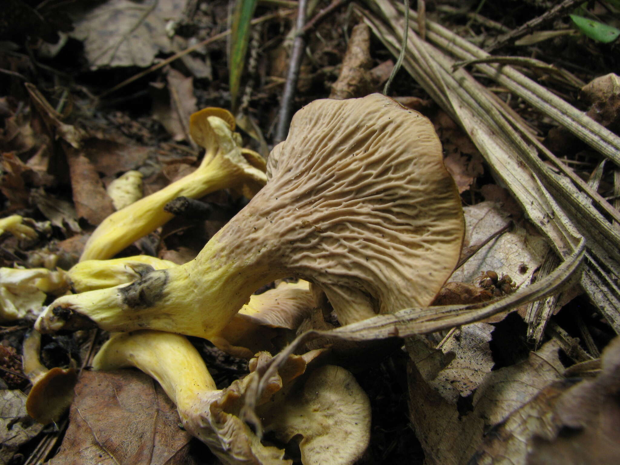 Image of Cantharellus melanoxeros Desm. 1830