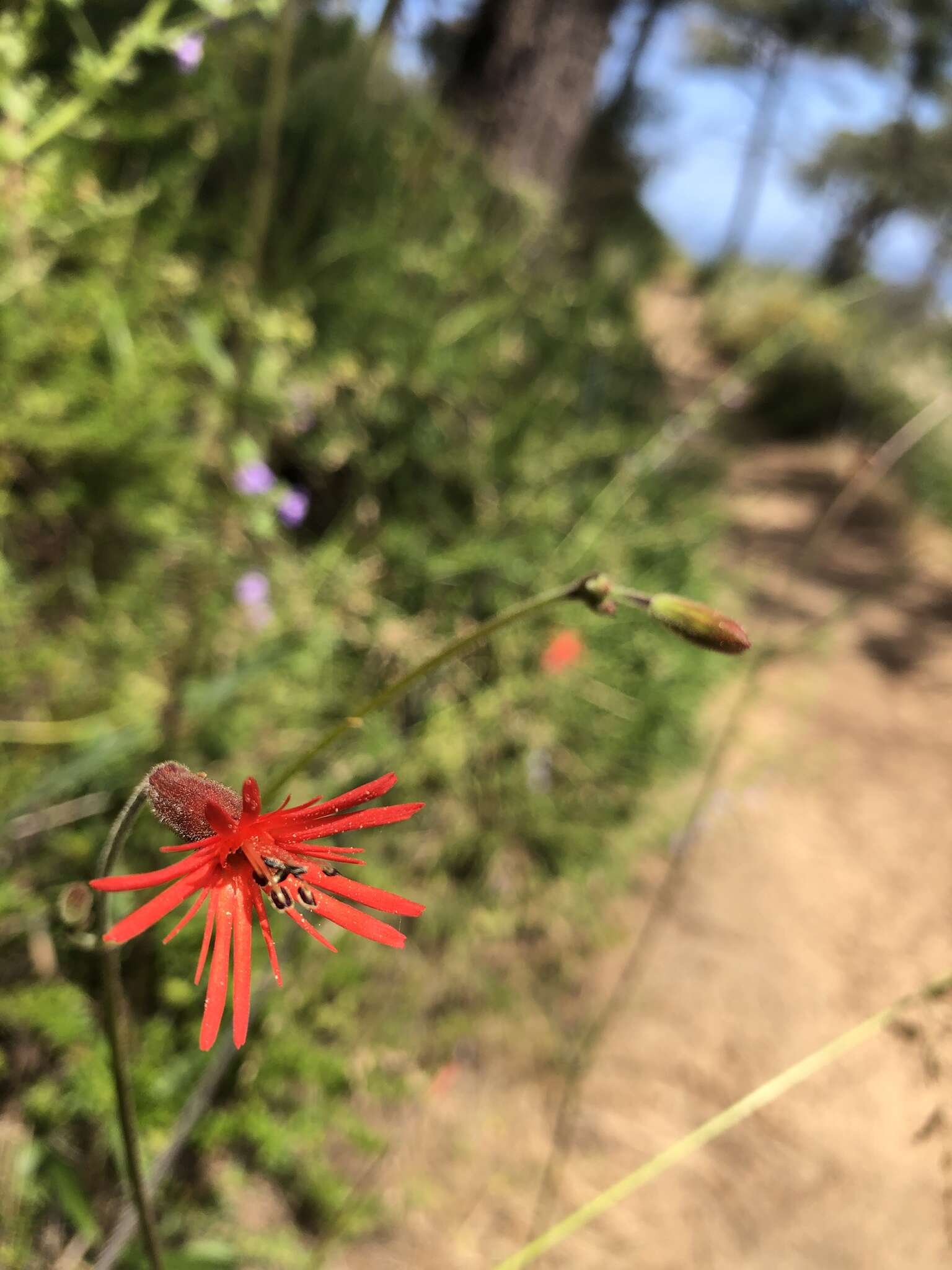 Image de Silene laciniata subsp. laciniata