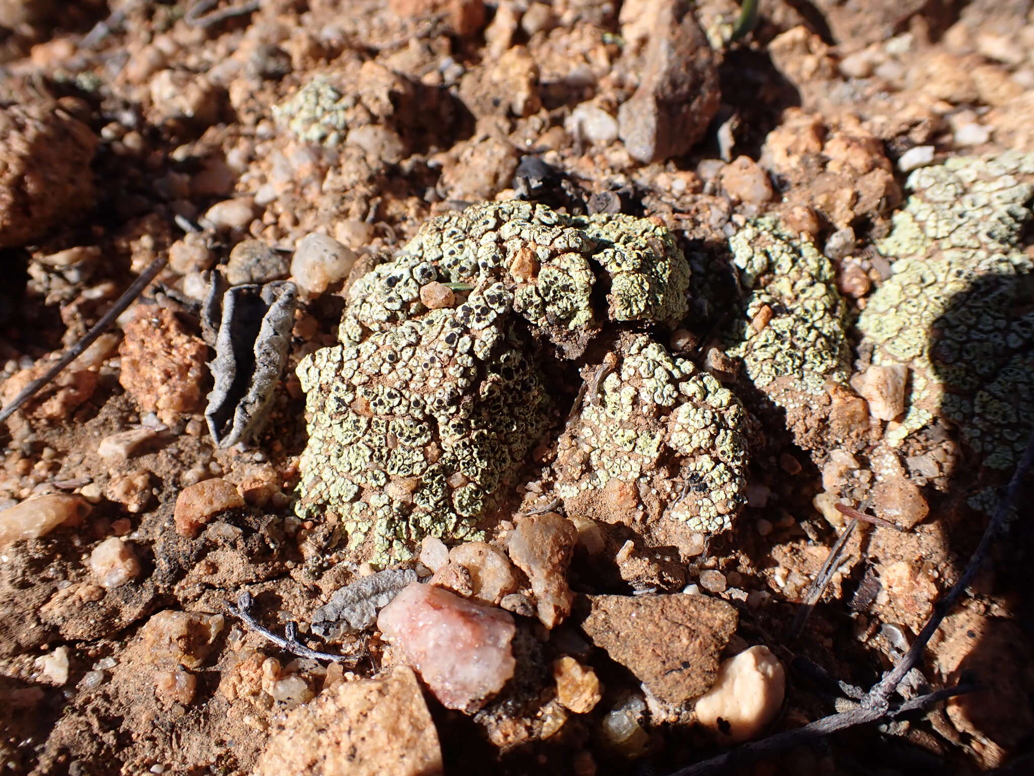 Acarospora schleicheri (Ach.) A. Massal. resmi