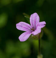 Image of longbeak stork's bill