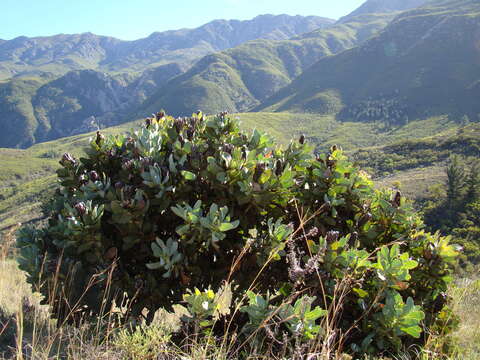 Image of Protea grandiceps Tratt.