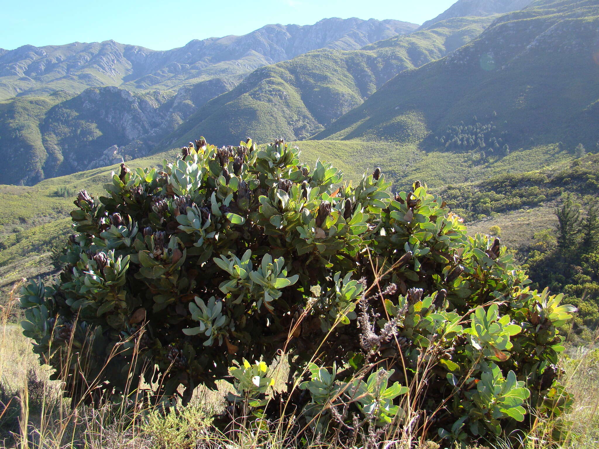 Plancia ëd Protea grandiceps Tratt.