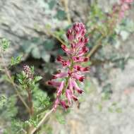 Image of drug fumitory