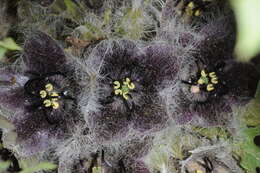 Image of Jaborosa rotacea (Lillo) A. T. Hunziker & G. Barboza