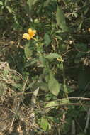 Image of porcupine flower