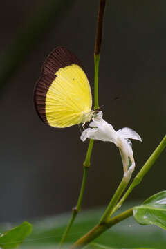 Imagem de Eurema puella (Boisduval 1832)