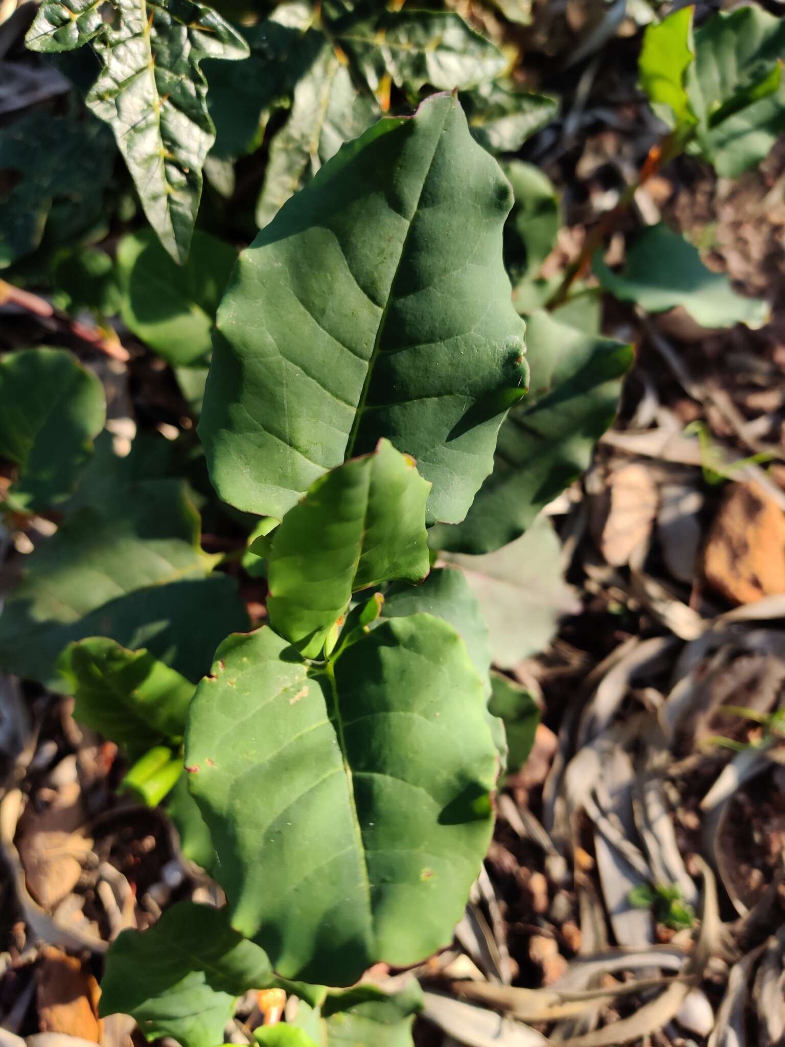 Image of Muehlenbeckia rhyticarya F. Müll.