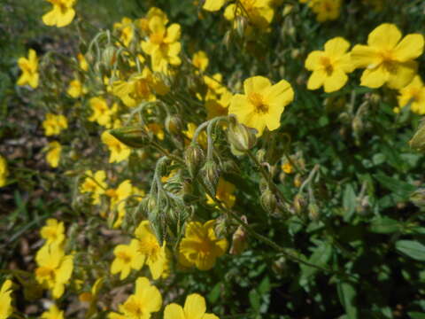 Image of Helianthemum nummularium subsp. obscurum (Celak.) J. Holub