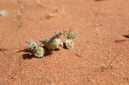 Image de Neurada procumbens L.