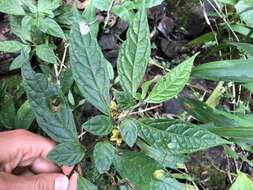 Image of Capsicum geminifolium (Damm.) A. T Hunziker