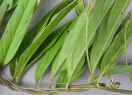 Image of Ipomoea robertsiana Rendle