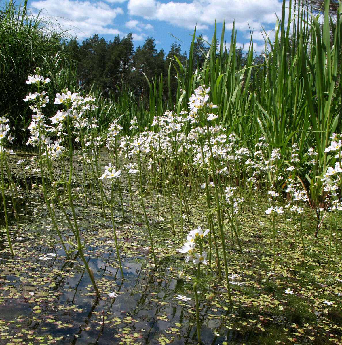 Image of Featherfoil