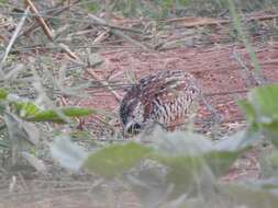 Image of Barred Buttonquail