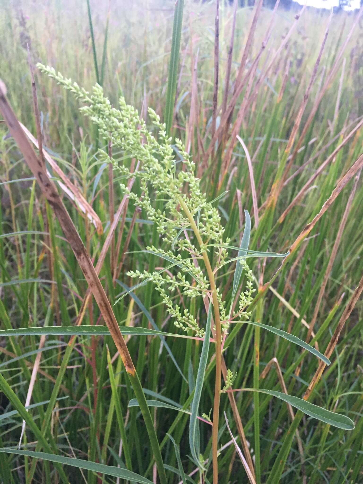 Image of tidalmarsh amaranth