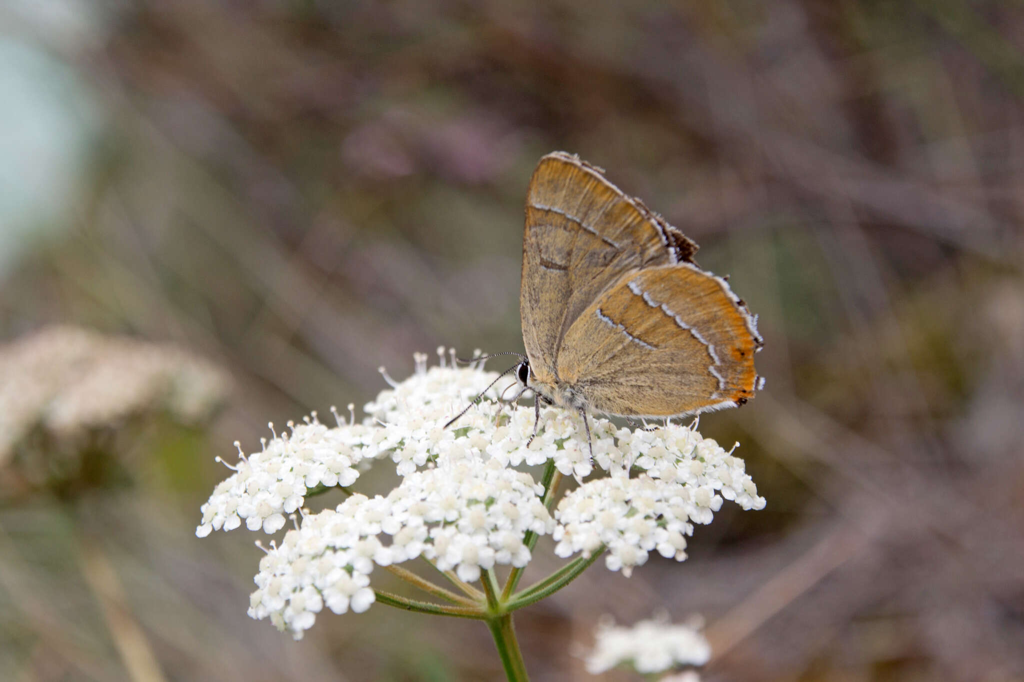 Image of Brown Hairstreak