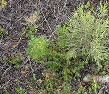 Image of Hakea drupacea (C. F. Gaertn.) Roem. & Schult.