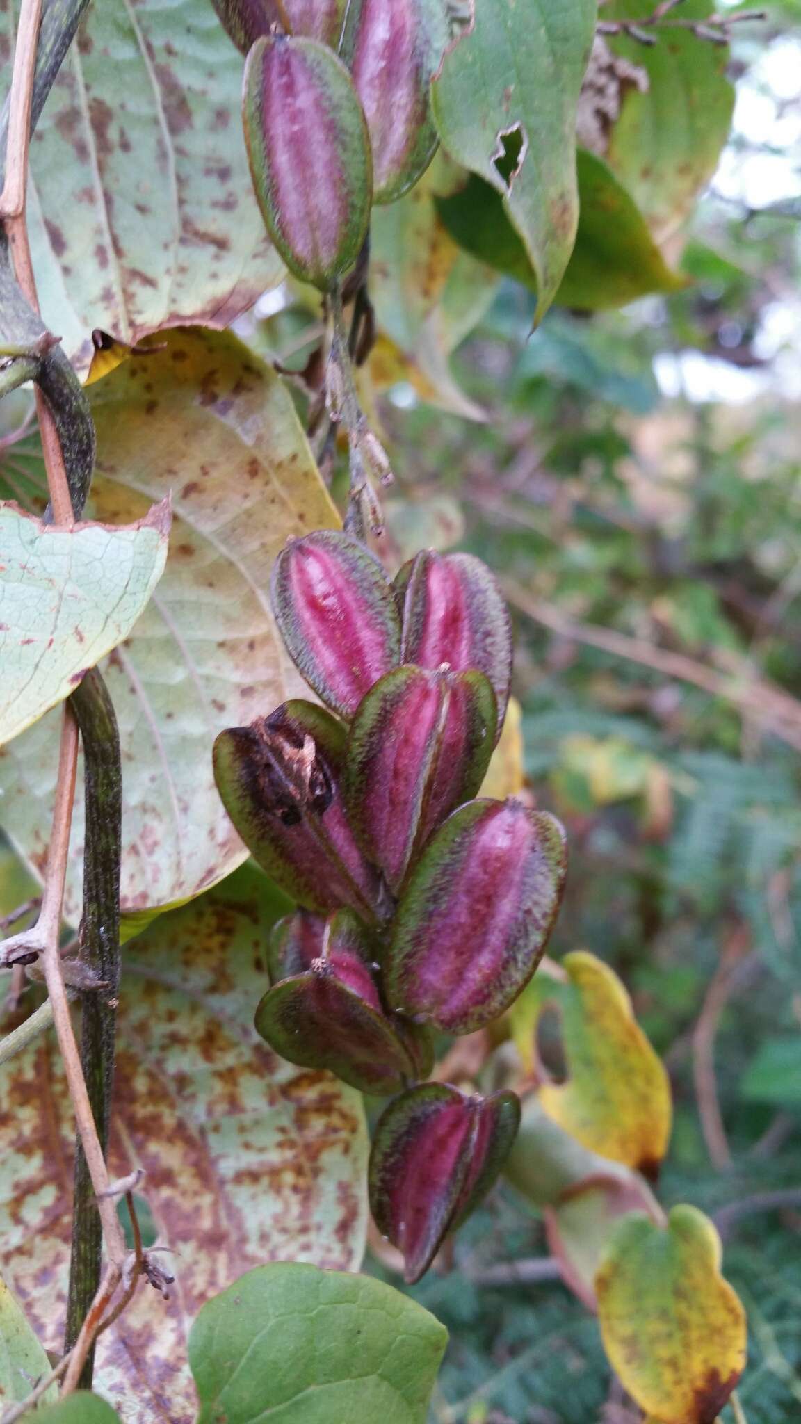 Dioscorea trichantha Baker resmi