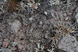 Image of Mammillaria hernandezii Glass & R. A. Foster