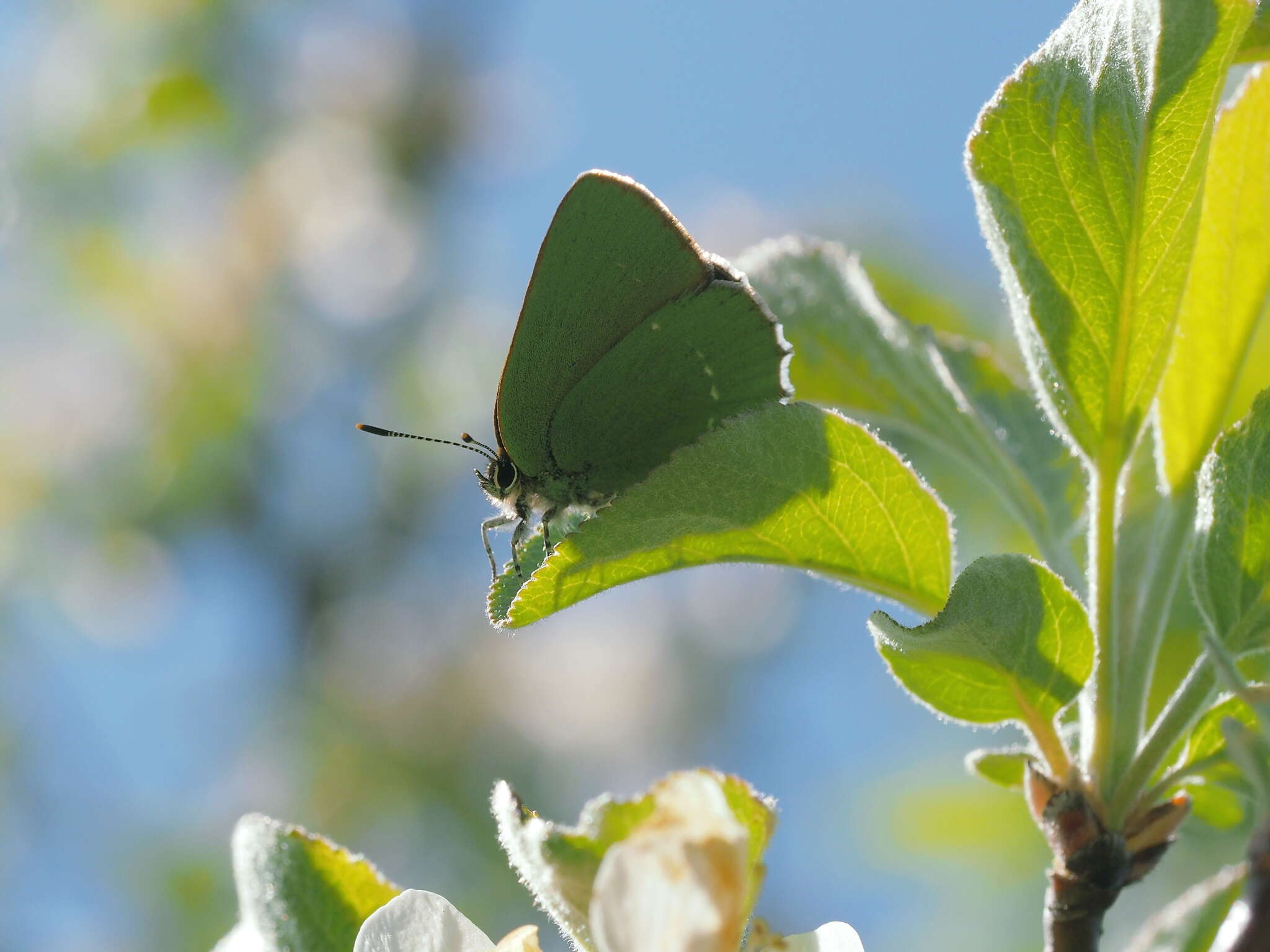 Imagem de Callophrys chalybeitincta Sovinsky 1905