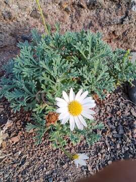 Image of Argyranthemum frutescens subsp. succulentum C. J. Humphries