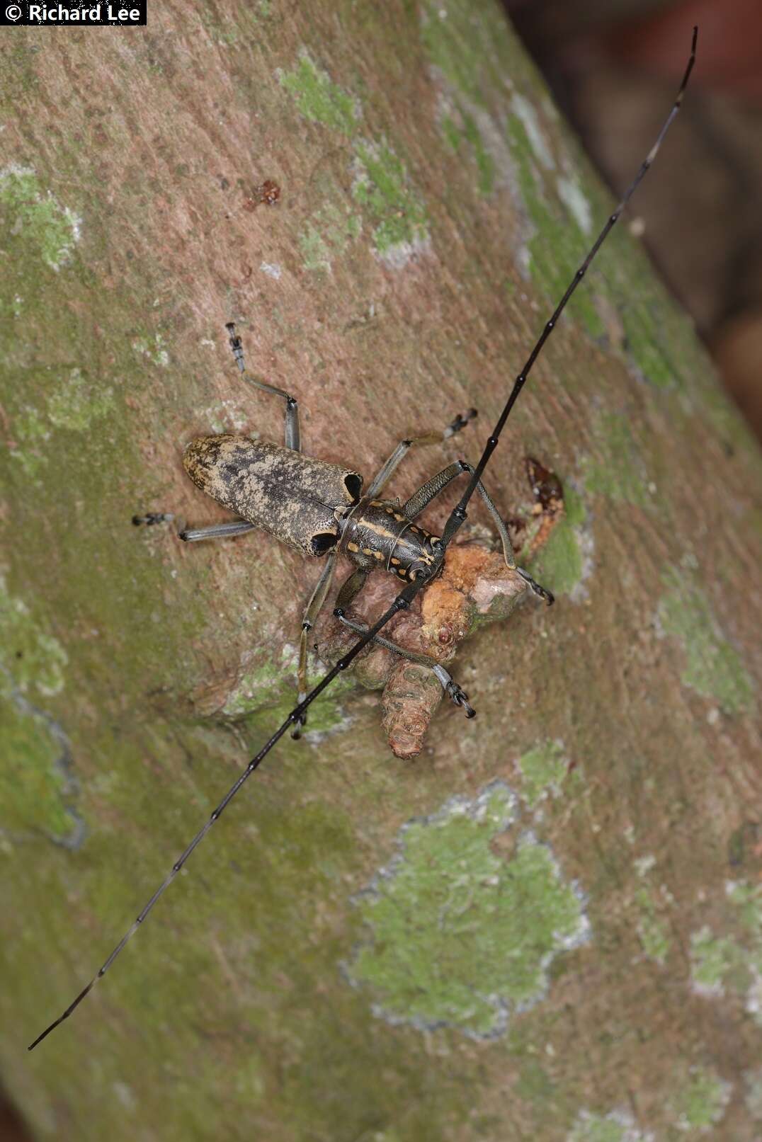 Image of Epepeotes luscus (Fabricius 1787)