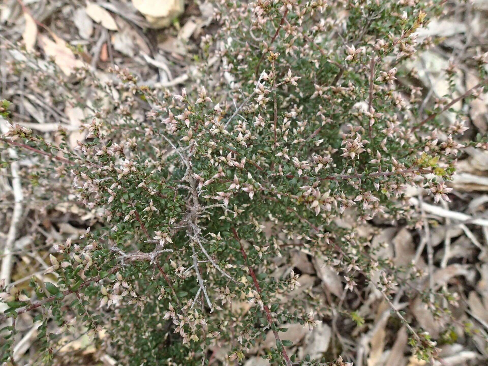 Image of Pultenaea gunnii subsp. tuberculata