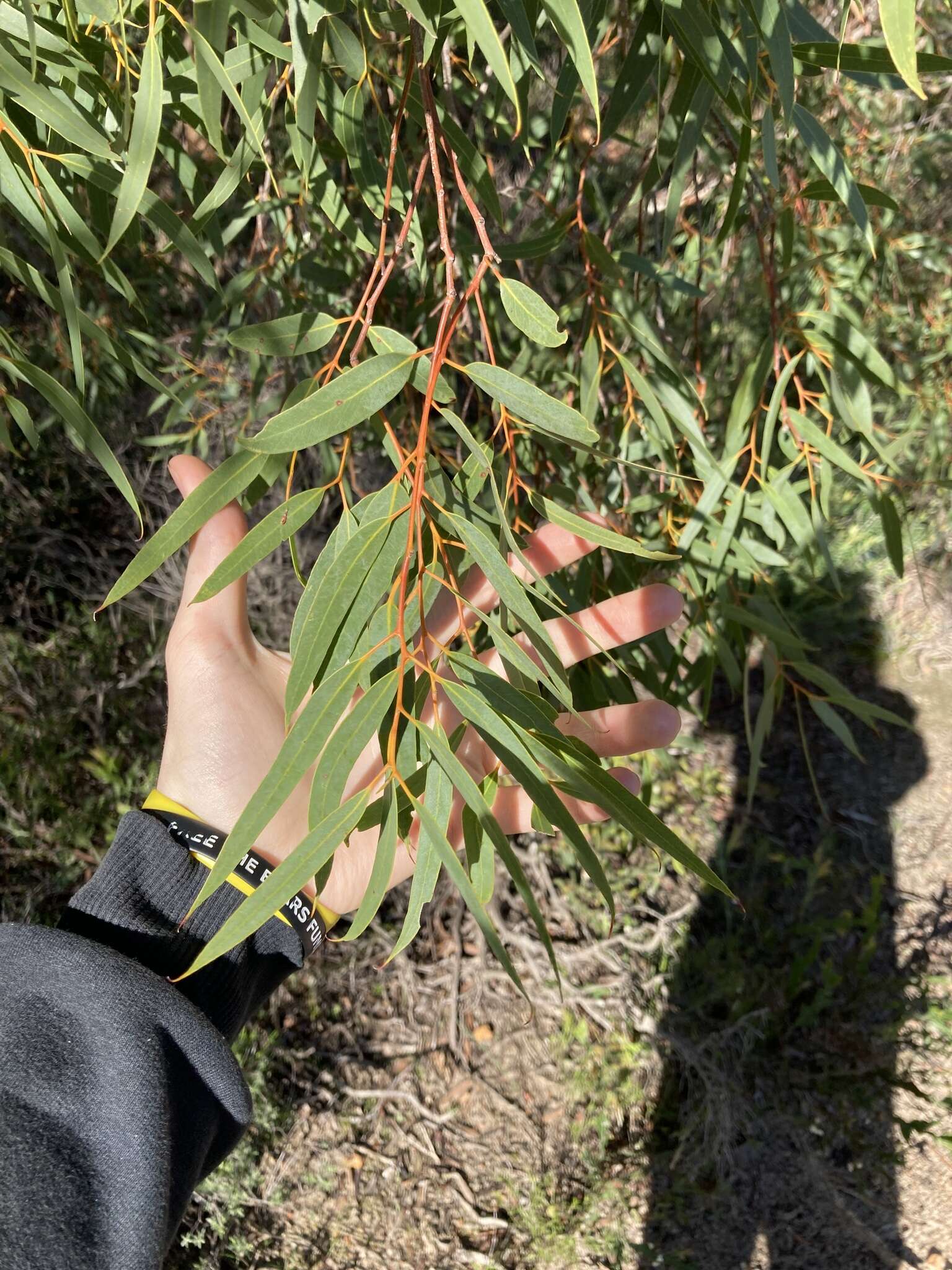 Image of Eucalyptus lateritica M. I. H. Brooker & S. D. Hopper