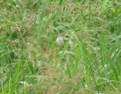 Image of Cisticola juncidis brunniceps (Temminck & Schlegel 1850)