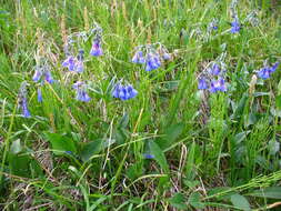 Image de Mertensia stylosa (Fisch.) DC.