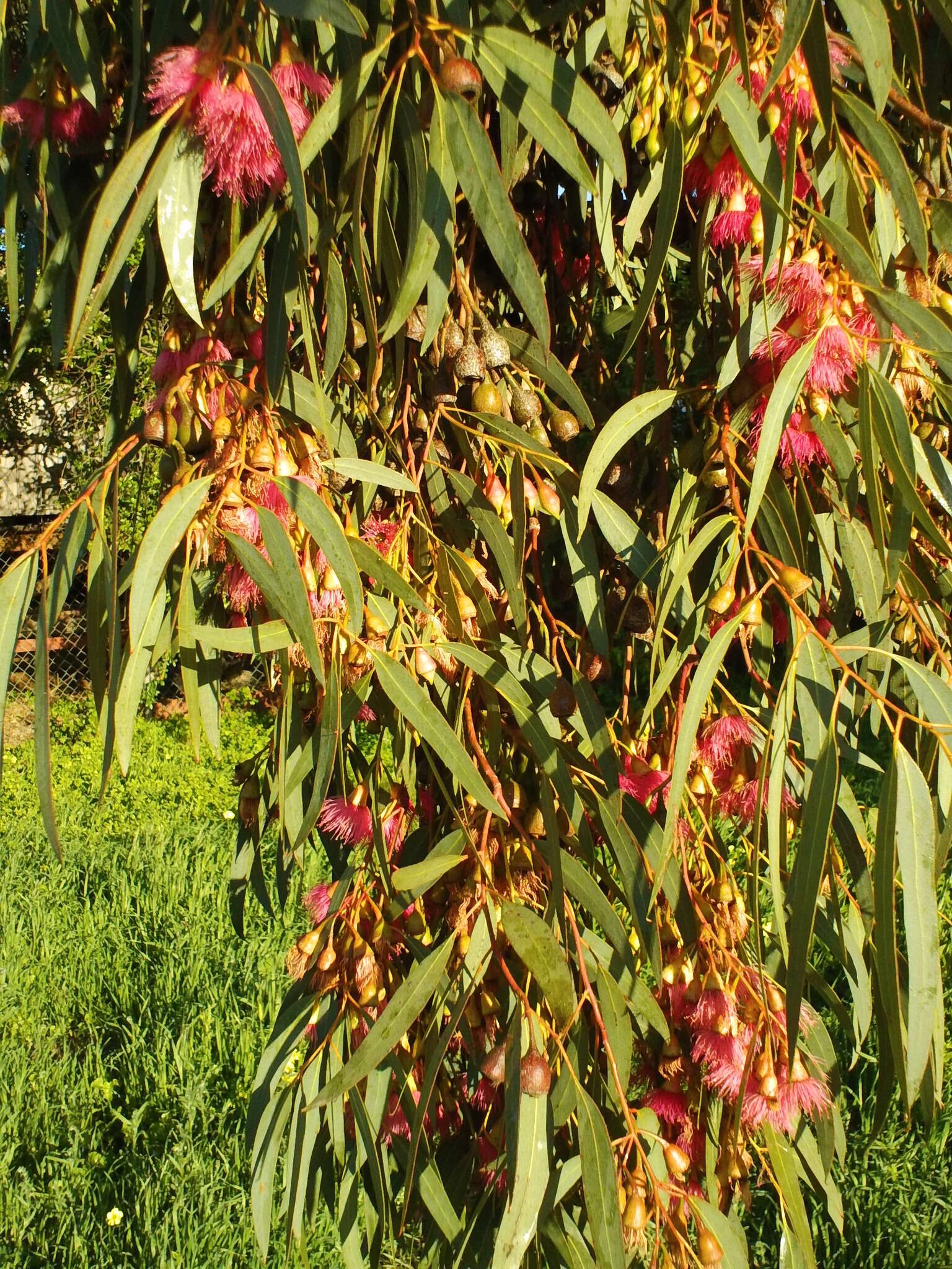 Image of red ironbark