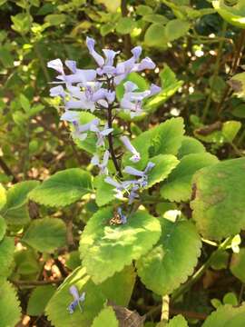 Image of Plectranthus zuluensis T. Cooke