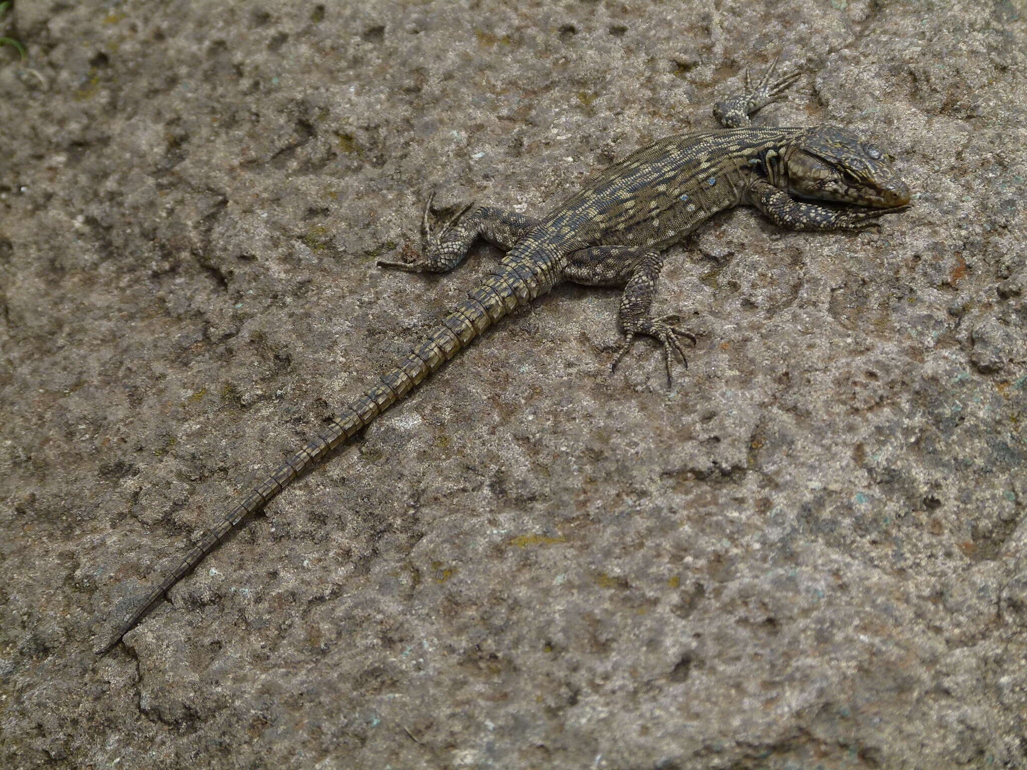 Image de Lézard à fausse ceinture de Lang