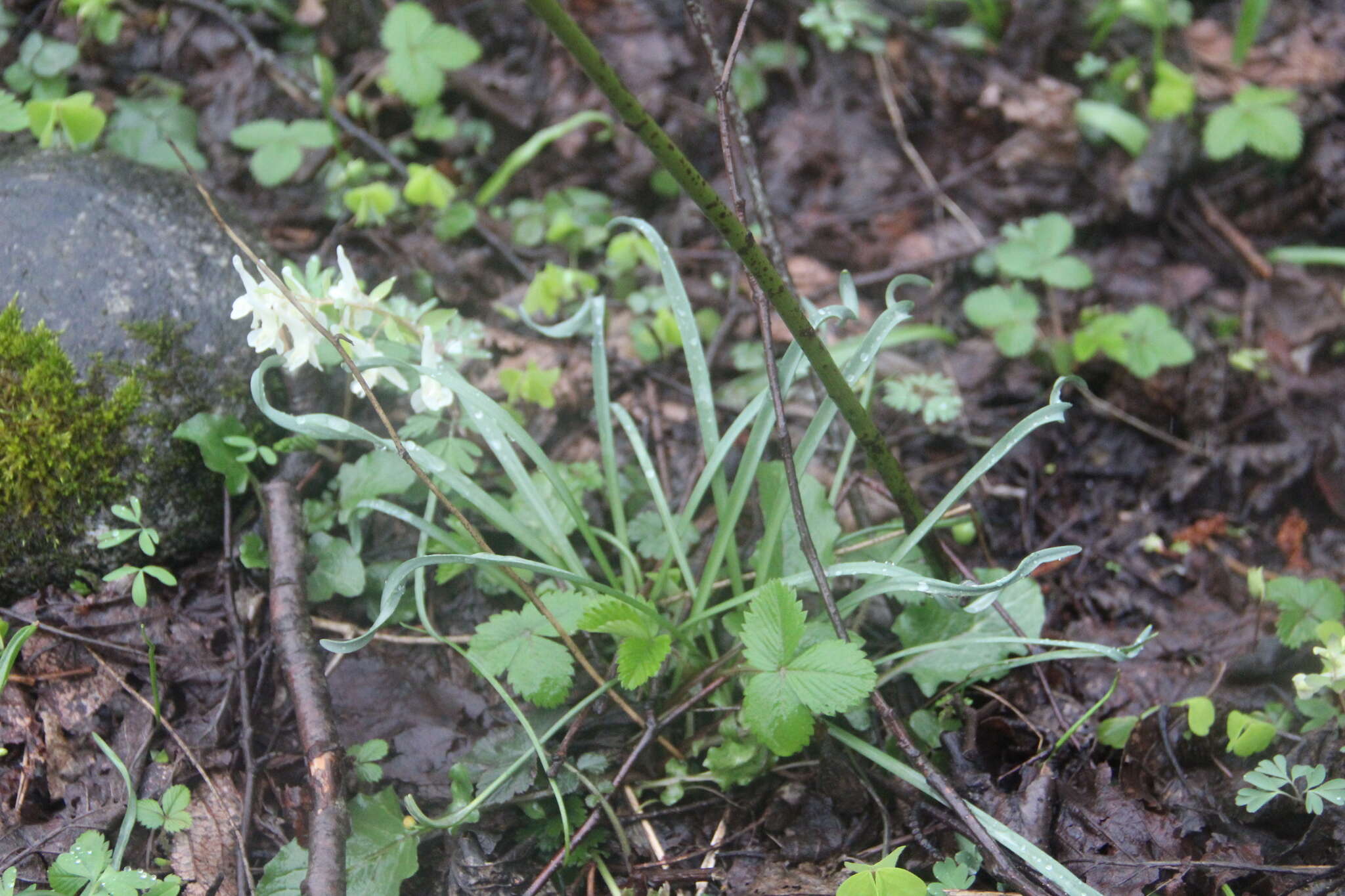 Image of Galanthus angustifolius Koss