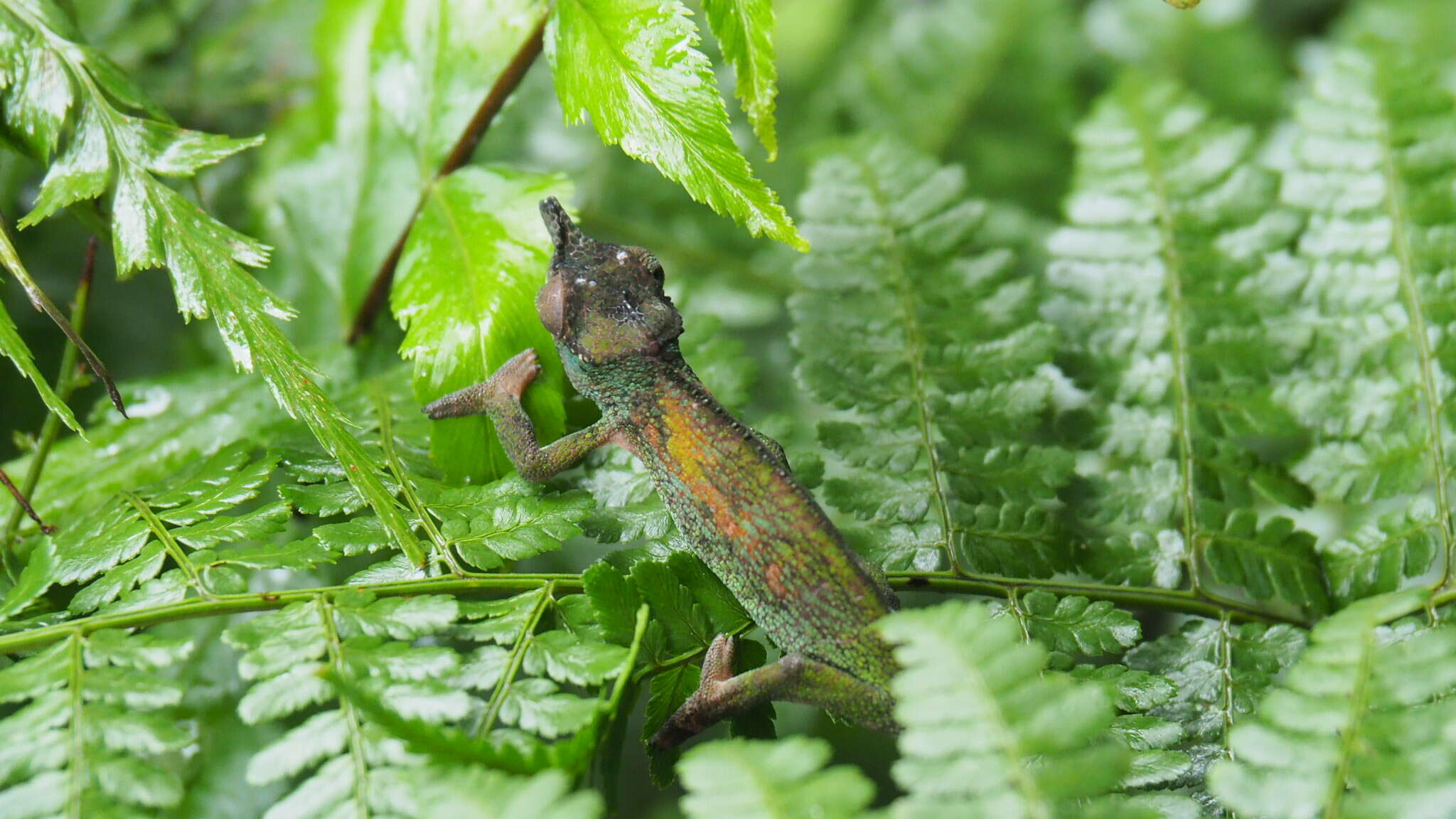 Image of Rwenzori Plate-nosed Chameleon