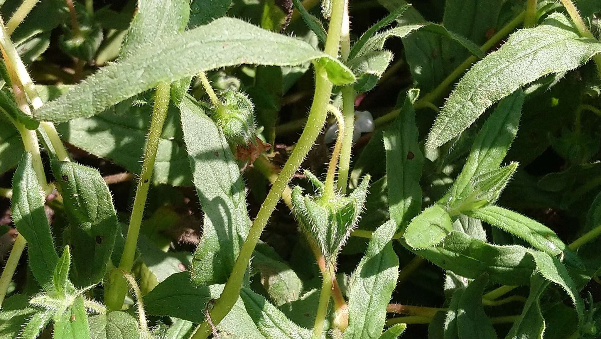 Image de Trichodesma indicum (L.) R. Br.