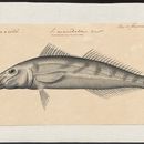 Image of Trumpeter whiting