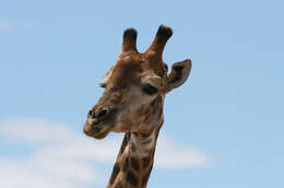 Image of Giraffe