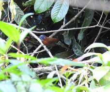 Image of Grey-headed Babbler