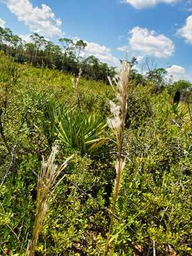 Image de Andropogon floridanus Scribn.