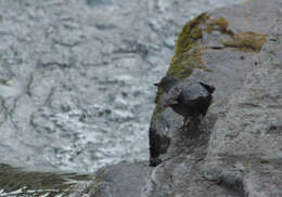 Image of American Dipper