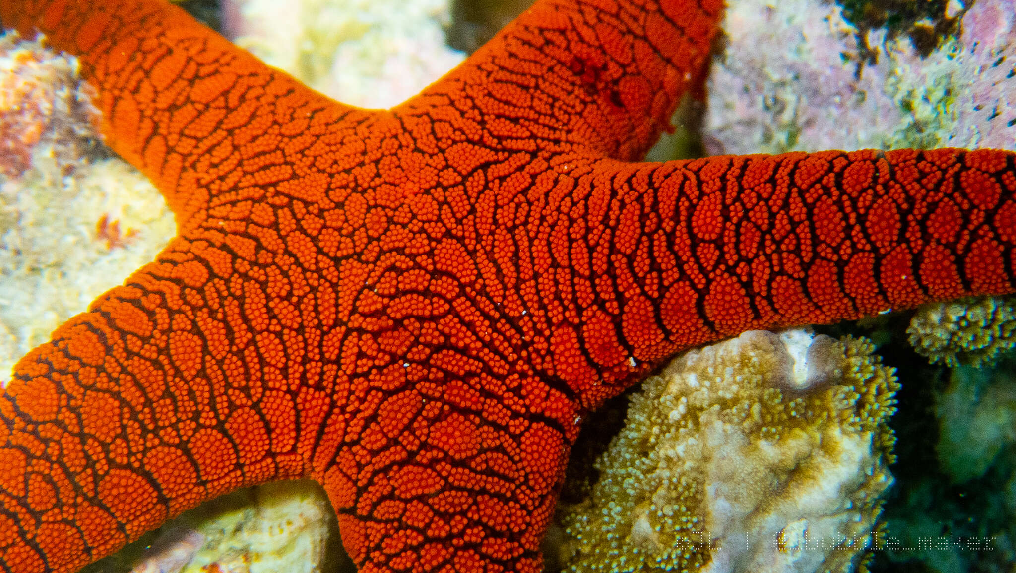 Image of Orange spotted purple sea star