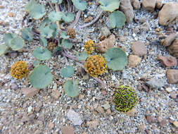 Image of Azorella coriacea (Lag.) Kuntze