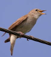 Image of nightingale, common nightingale