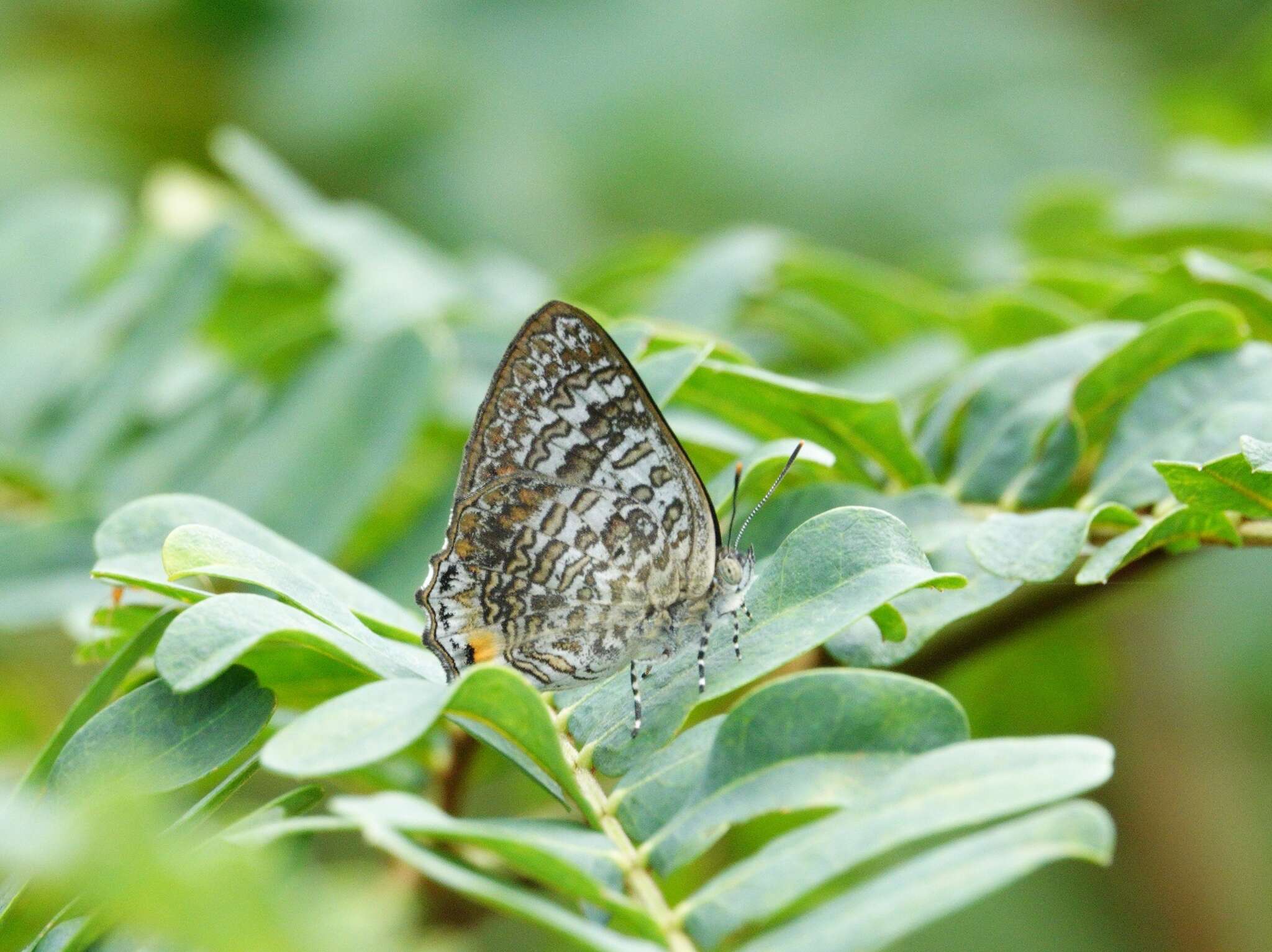 Image of Poritia erycinoides (Felder 1865)