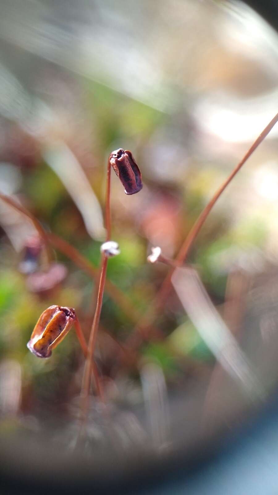 Image of <i>Polytrichum pallidisetum</i>