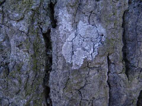 Athelia arachnoidea (Berk.) Jülich 1972 resmi